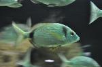 Sargo-safia <i>(Diplodus vulgaris)</i>