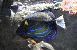 Peixe-anjo-de-anel-azul <i>(Pomacanthus annularis)</i>
