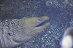 Moreia-verde <i>(Gymnothorax funebris)</i>