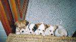 Cães