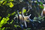 Cardinal-de-Banggai <i>(Pterapogon kauderni)</i>