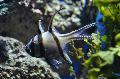 Cardinal-de-Banggai