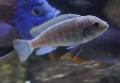 Mbuna