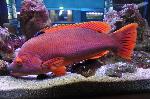 Peixe-cão <i>(Bodianus scrofa)</i>