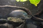 Peixe-faca-palhaço <i>(Notopterus chitala)</i>