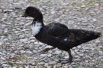 Aves