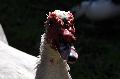 Pato-mudo