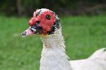 Aves
