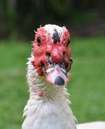 Aves