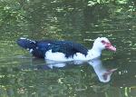 Aves