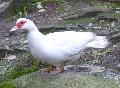 Pato-mudo