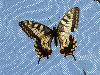 Borboleta-cauda-de-andorinha <i>(Papilio machaon)</i>