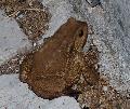 Sapo-comum