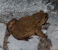 Sapo-comum