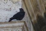 Aves