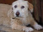 Cães