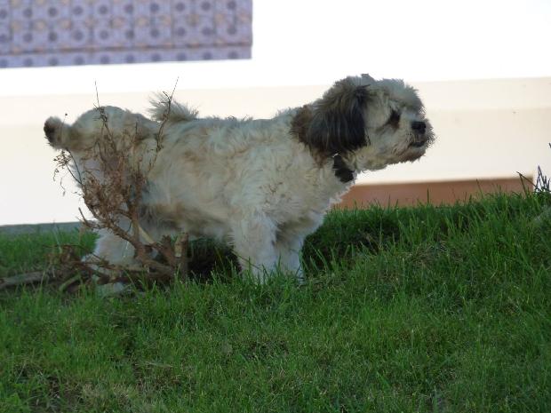 Cão