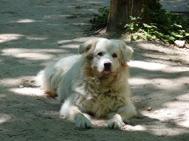Cão