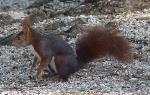 Esquilo-vermelho <i>(Sciurus vulgaris)</i>