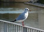 Aves