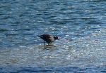 Aves