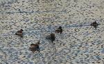 Aves