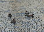 Aves