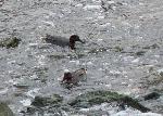 Aves