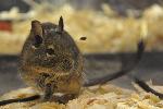 Degu <i>(Octodon degus)</i>
