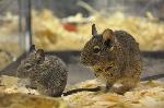 Degu <i>(Octodon degus)</i>