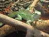 Basilisco-verde <i>(Basiliscus plumifrons)</i>