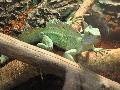 Basilisco-verde