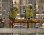 Aves