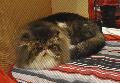Gato Persa