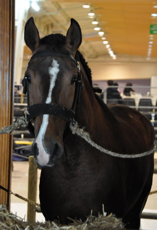 Cavalo