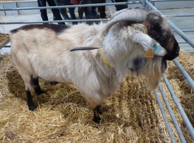 Bode raça Cabra Serpentina