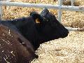 Vaca Aberdeen-Angus