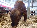 Aberdeen-Angus