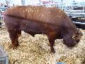 Aberdeen-Angus