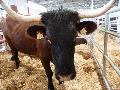 Vaca Garvoneza