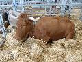 Vaca Alentejana