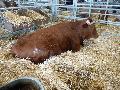 Vaca Alentejana