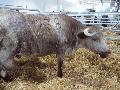 Vaca Mertolenga
