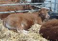 Vaca Limousine