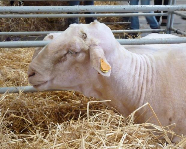 Ovelha Merina Branca