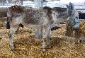 Burro Andaluz