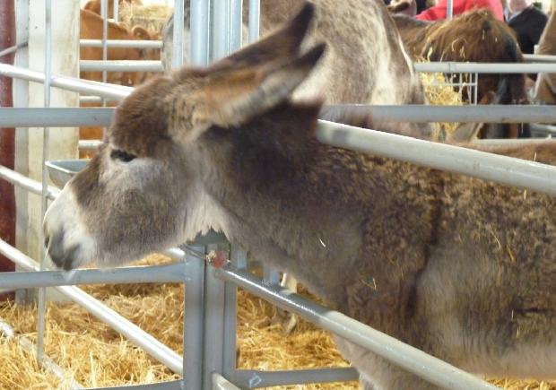 Cria de Burro Andaluz