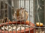Esquilo-da-Sibéria <i>(Tamias Sibiricus)</i>