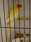 Rosela