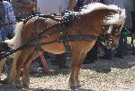 Cavalos